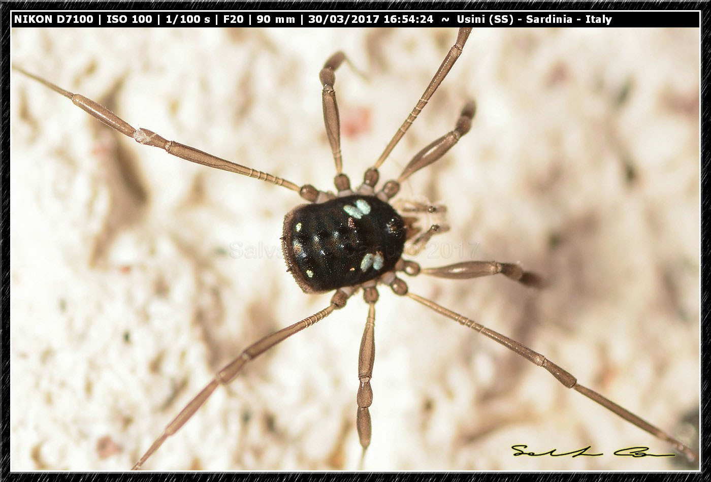 Histricostoma argenteolunulatum (Canestrini 1875) Nemastomatidae